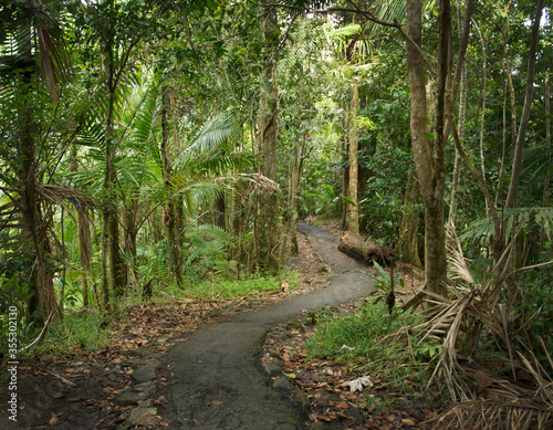 Path winding through lush greenery of El Yunque National Park on the island of Puerto Rico.  photo
