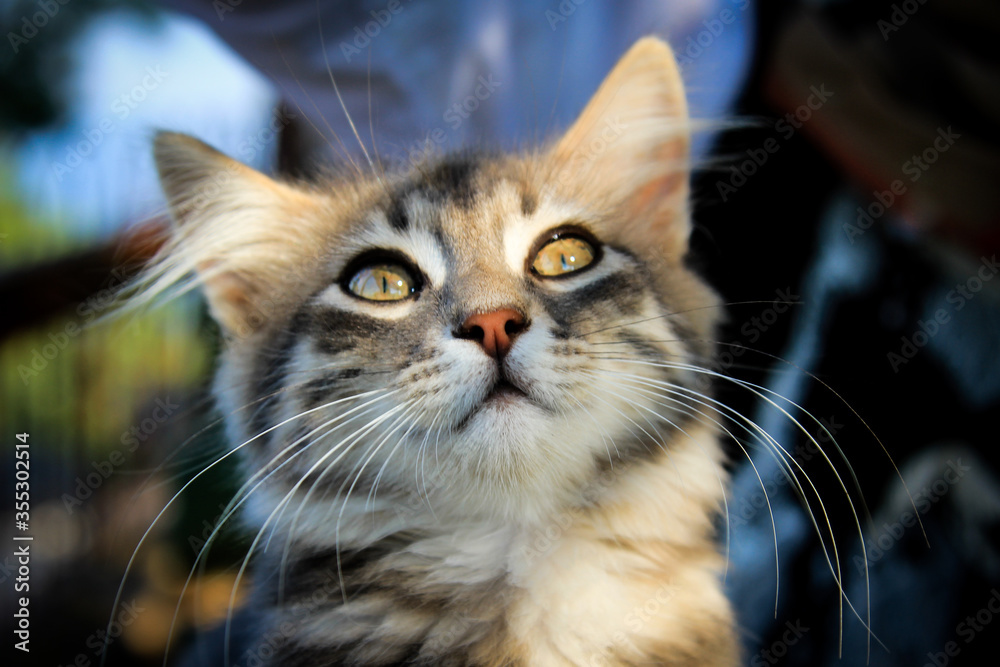 Close-up cat photo, Cat portrait Close-up cat photo, Cat portrait