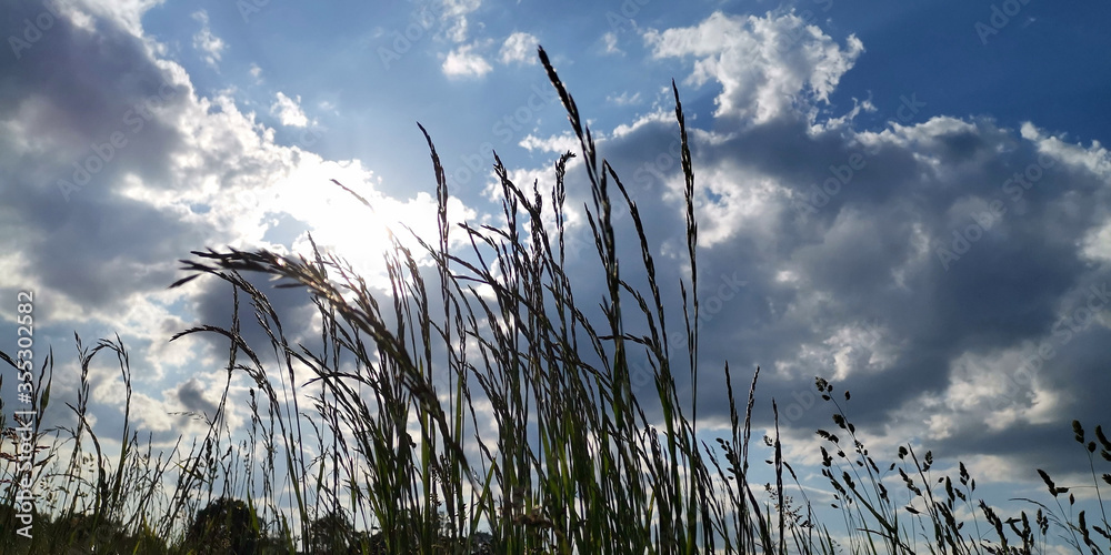 Obraz premium grass and sky