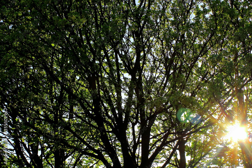 Fototapeta premium Nankin tree