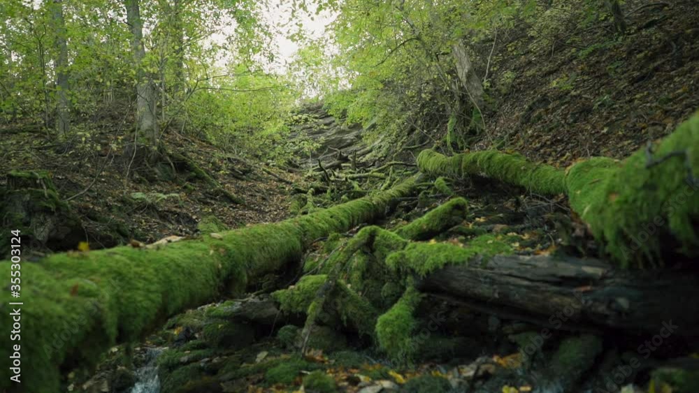camera moving through Tree and rocks covered by moss along water stream flowing through green forest in topical country camera moving through Tree and rocks covered by moss along water stream flowing through green forest in topical country