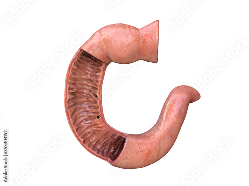 Duodenum, human anatomy, white background, part of your small intestine,front view, 3d