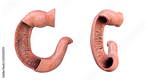 Fotografie duodenum, human anatomy set,white background, the first part of the small intest