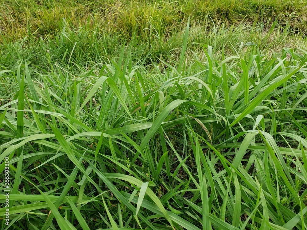 Obraz premium Plant, Flower, Green