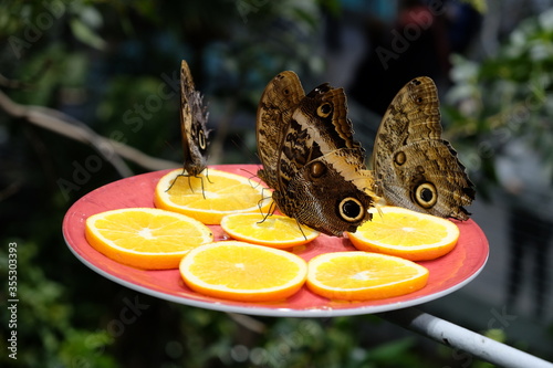 Close-Up Of Beautiful Butterflies Feeding On Orange Slices