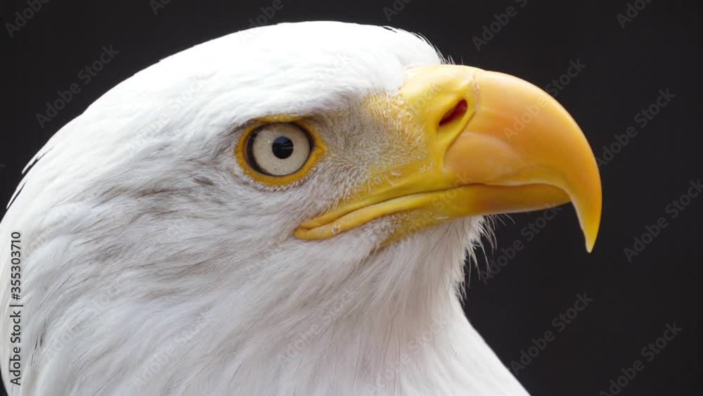 north america bald eagle slow motion north america bald eagle slow motion