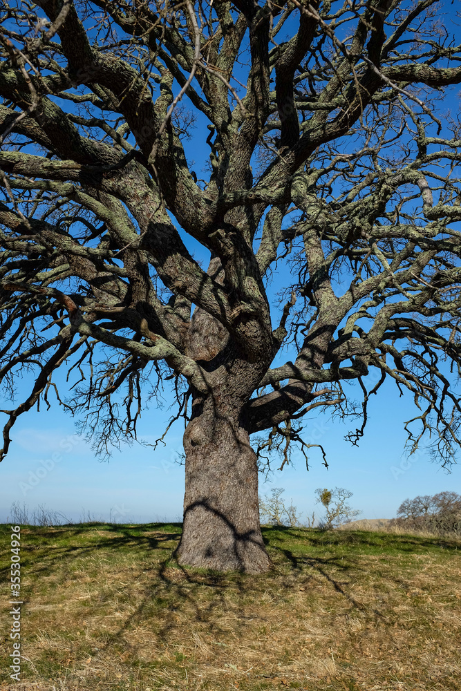 Dramatic Leafless Tree, Mount Diablo, California Dramatic Leafless Tree, Mount Diablo, California
