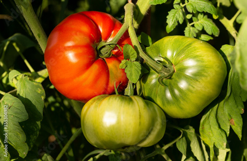 Three tomatoes are maturing on the bushes. Vegetation of the plant. The tomato is the edible, often red, berry of the plant Solanum lycopersicum.