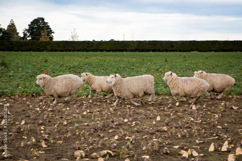 Sheep are strip grazing in a field of swedes on a Canterbury farm during winter in New Zealand