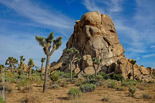 Landscape Of Joshua Trees And Rock Formation, Twentynine Palms, California 