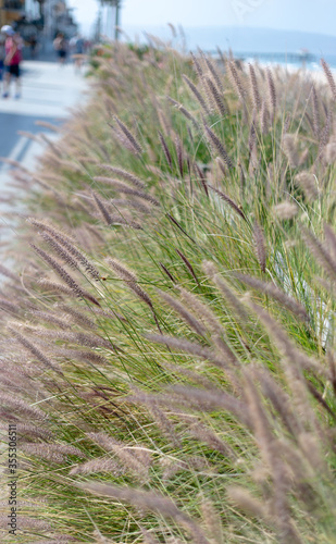 grass on the beach