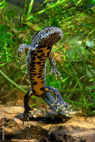 Crested newt, male / Kammmolch-Männchen (Triturus cristatus)  photo