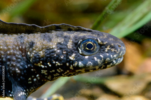 Crested newt, male / Kammmolch-Männchen (Triturus cristatus)  photo