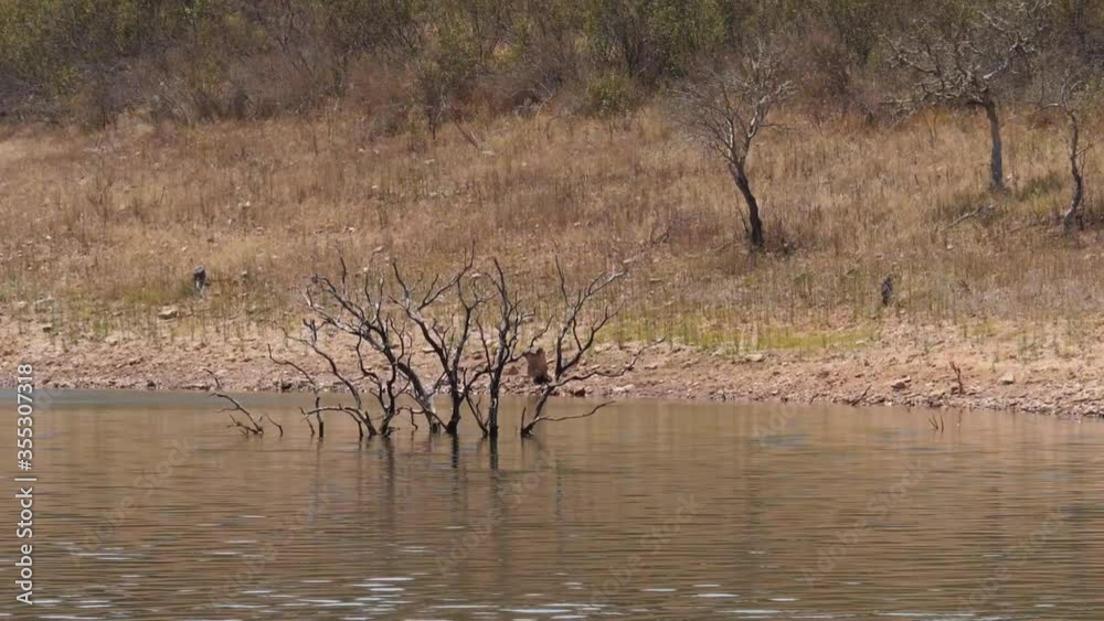 dead trees on river bank shoot from boat slow motion dead trees on river bank shoot from boat slow motion