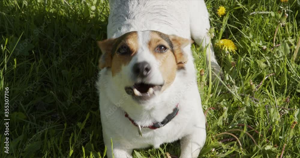 Jack Russell Terrier usually plays an orange ball on the grass in the Park