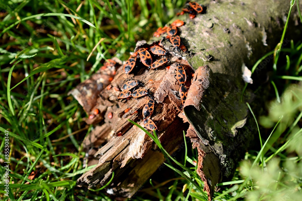 European firebugs on a dry branch European firebugs on a dry branch