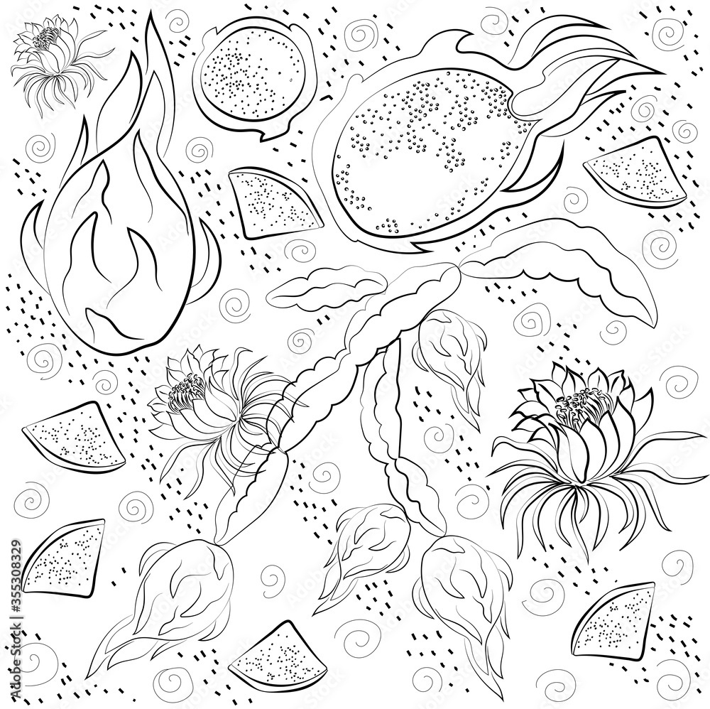 Black and white dragon fruit isolated on white background. Vector illustration. Black and white dragon fruit isolated on white background. Vector illustration.