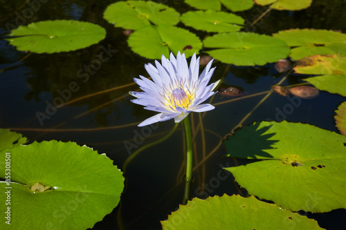 Closeup of water lily blossom in a tropical pond.