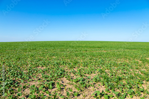 Green natural grass with blue sky gradient. Spring field, lawn with horizon line for your background.