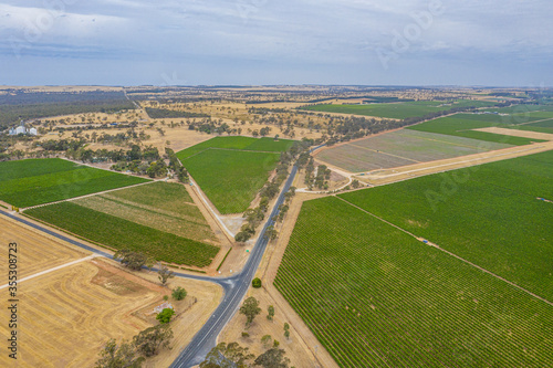 Vineyard near Naracoorte in Australia photo