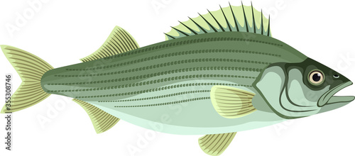 vector Atlantic striped bass isolated