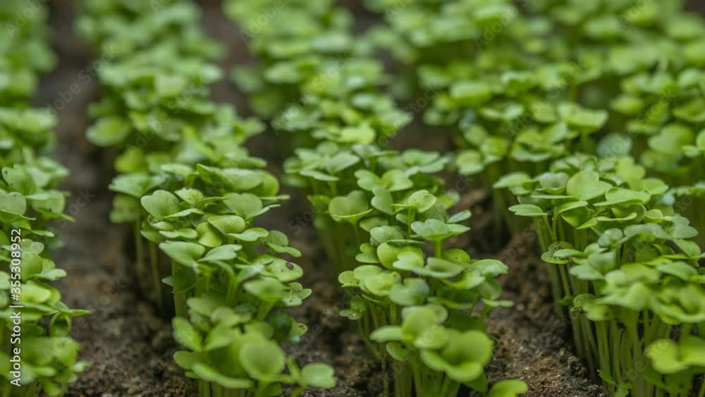 Growing plants in timelapse. Close-up microgreens newborn cress salad plant grow in garden bed greenhouse agriculture. Vegetable seeds growing in spring season Growing plants in timelapse. Close-up microgreens newborn cress salad plant grow in garden bed greenhouse agriculture. Vegetable seeds growing in spring season