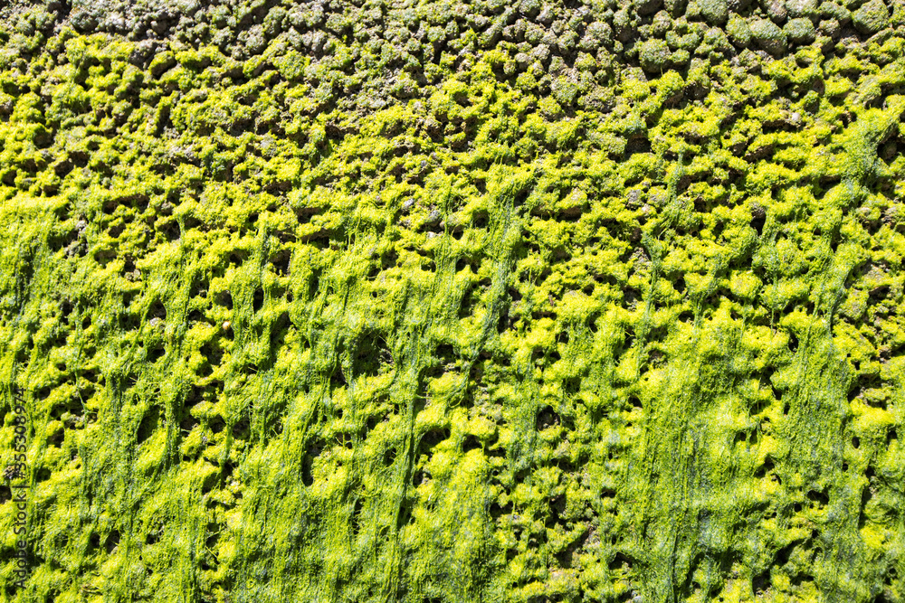 Green moss on a cement wall for textured background