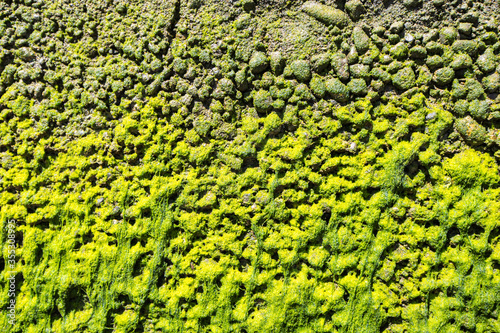 Green moss on a cement wall for textured background