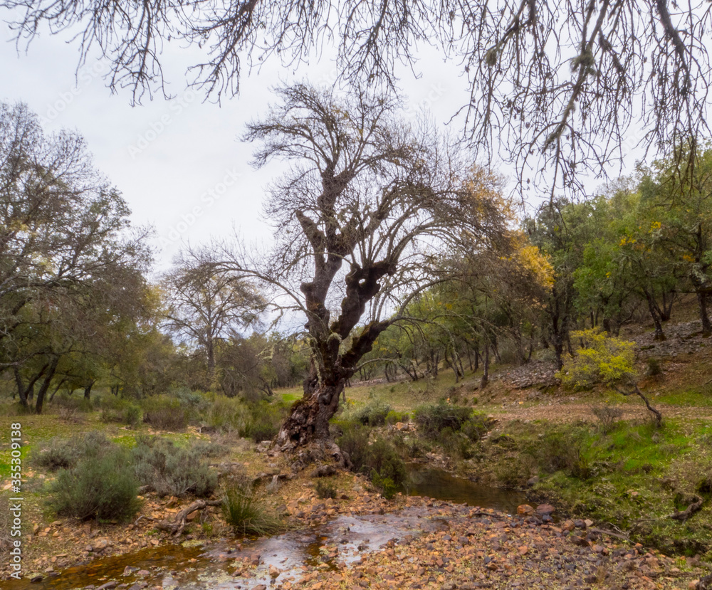 ARBOL VIEJO