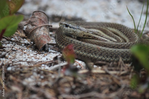 Brown snake coiled on a mountain