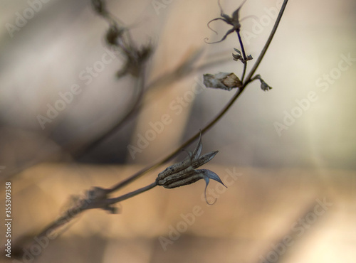 beautiful dried florettes © JBLYNN STUDIO
