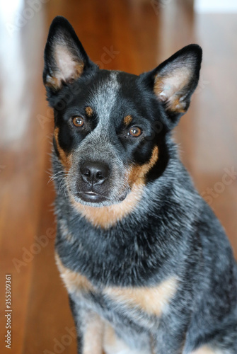 Closeup of a young female Australian Cattle Dog, also known as a Blue Heeler. She is looking directly at the camera with a wooden background