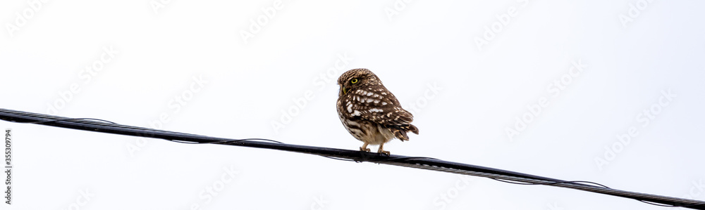 Naklejka premium Little owl with yellow eyes staring at us from a wire