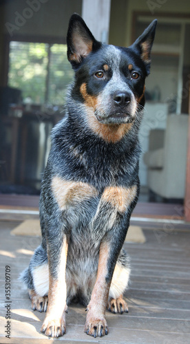 Closeup of a young blue heeler dog, also known as an Australian Cattle Dog © jacquimartin