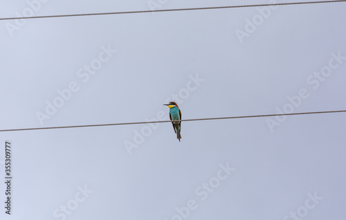 Colorful bee-eater on a high voltage cable