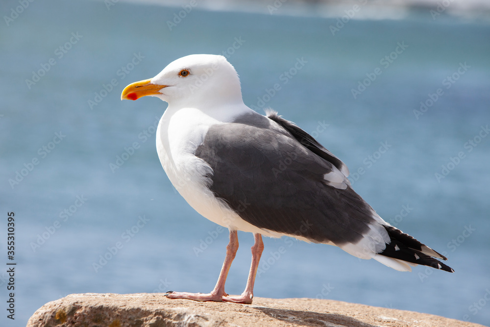 seagull on the beach seagull on the beach