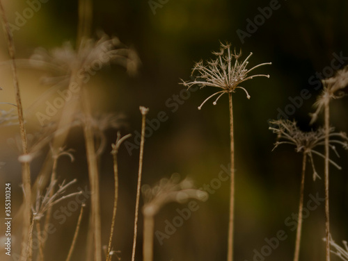 dry grass in the morning