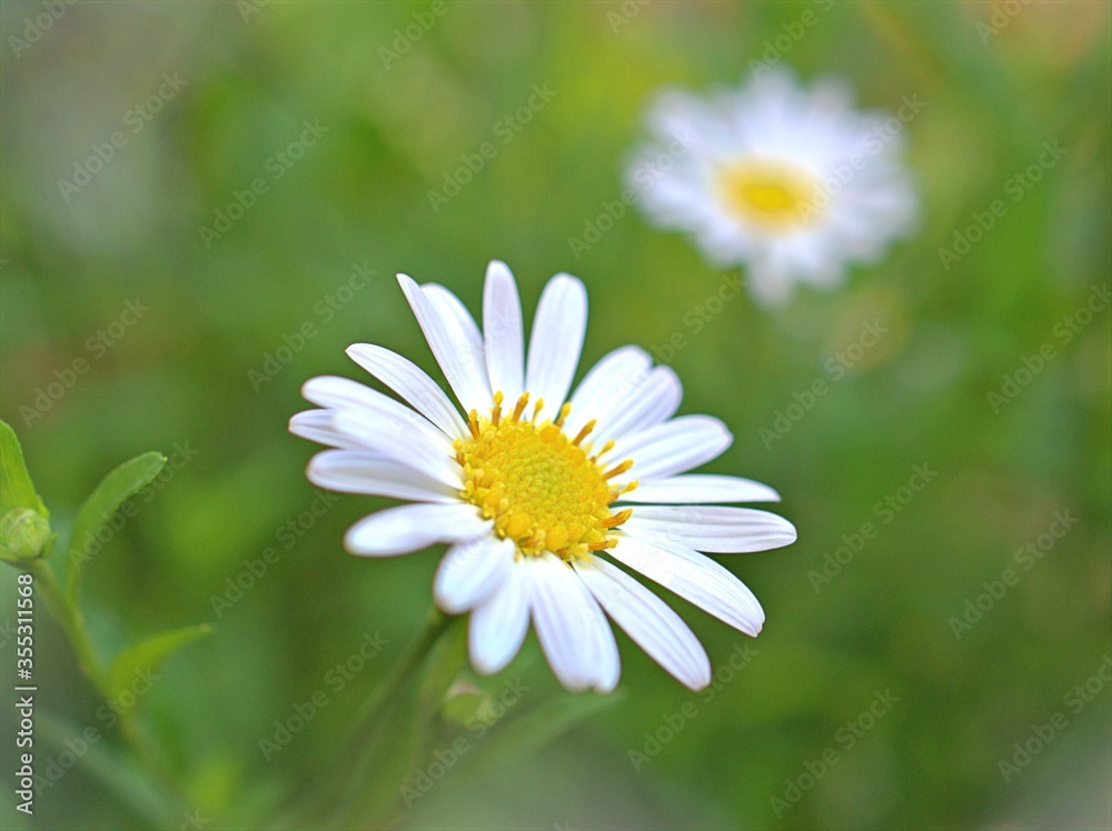 Closeup white petals common daisy flower plants in garden with soft focus and blurred background, macro image ,wallpaper, soft focus ,sweet color for card design Closeup white petals common daisy flower plants in garden with soft focus and blurred background, macro image ,wallpaper, soft focus ,sweet color for card design