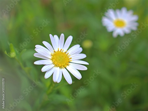 Closeup white petals common daisy flower plants in garden with soft focus and green blurred background  macro image  wallpaper  sweet color for card design