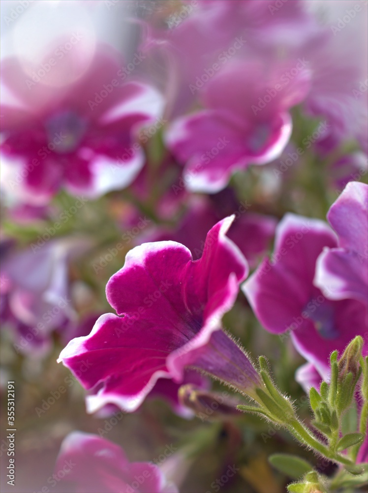 Closeup white pink petals petunia flower plants in garden with soft focus and blurred background, macro image ,wallpaper ,sweet color for card design Closeup white pink petals petunia flower plants in garden with soft focus and blurred background, macro image ,wallpaper ,sweet color for card design