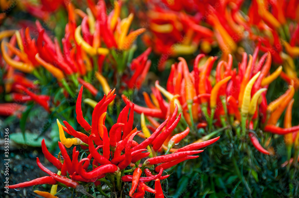 Ornamental Peppers Ornamental Peppers
