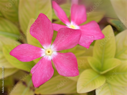 Closeup pink petals periwinkle madagascar flower plants in garden with soft focus and green leaf blurred background  macro image  wallpaper  sweet color for card design