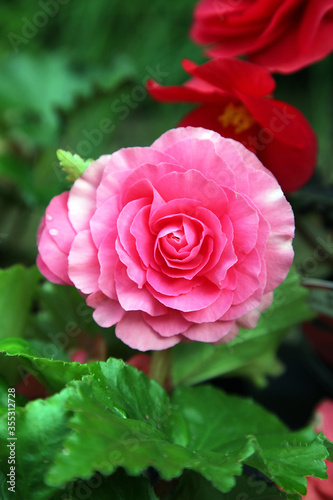 Beautiful pink and white begonia flowers surrounded by green leaves