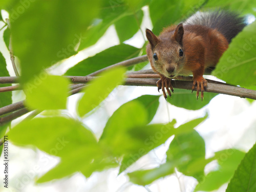 Red-haired forest squirrel with a fluffy tail watches with surprise and curiosity the viewer from the green foliage of the tree
