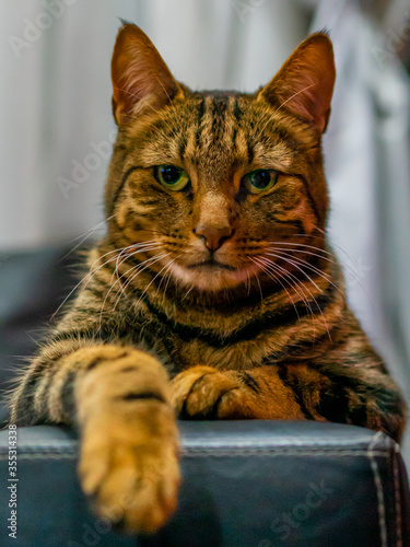 gato naranja