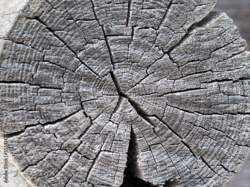 Silvery end, sawn down old aspen log with cracks in the old loghouse; close-up