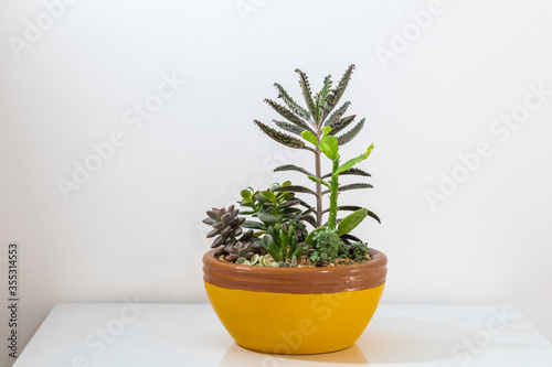 Handmade vase with plants for decorative use in residential interior displays charming and varied succulents.