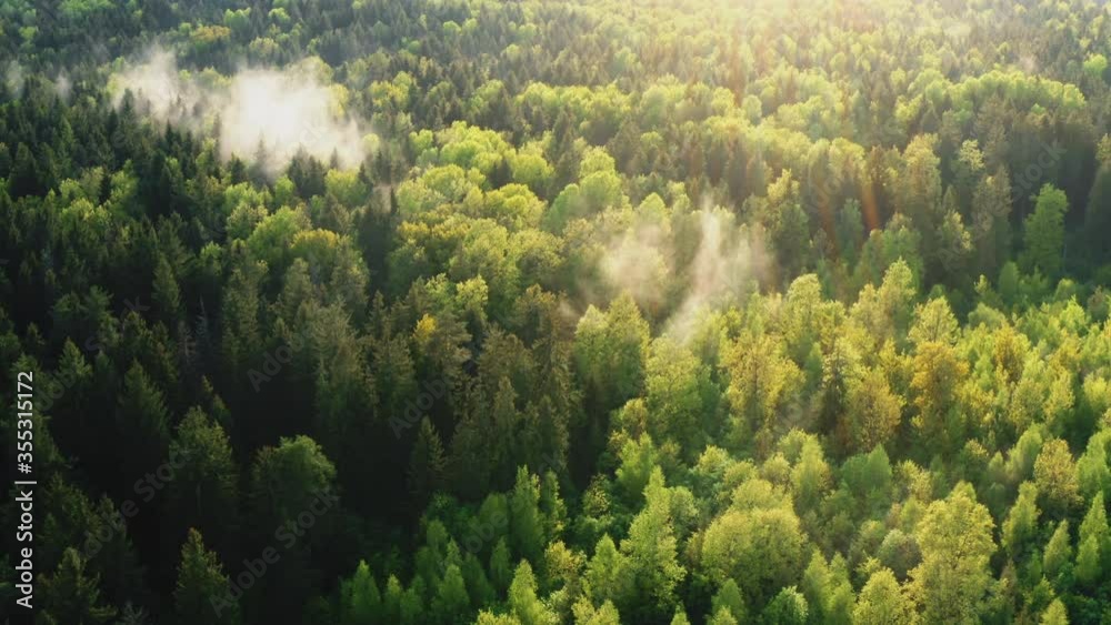 Aerial cinematic view flight over green coniferous forest at autumn sunny day. Birds eye marvelous view, fly over hilly area tall pine trees forest in morning or evening light, countryside woodland