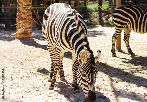 Cute healthy zebras eating straw from ground at sunny day at zoo