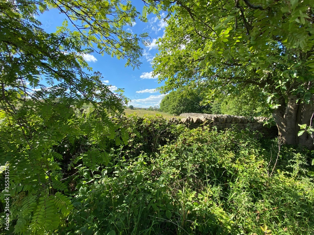Fototapeta premium Hedgerow with trees, and a meadow over a dry stone wall